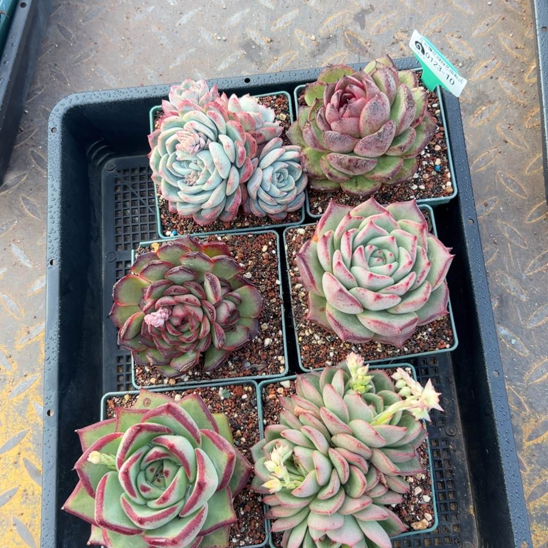 多肉一物一拍0123-10