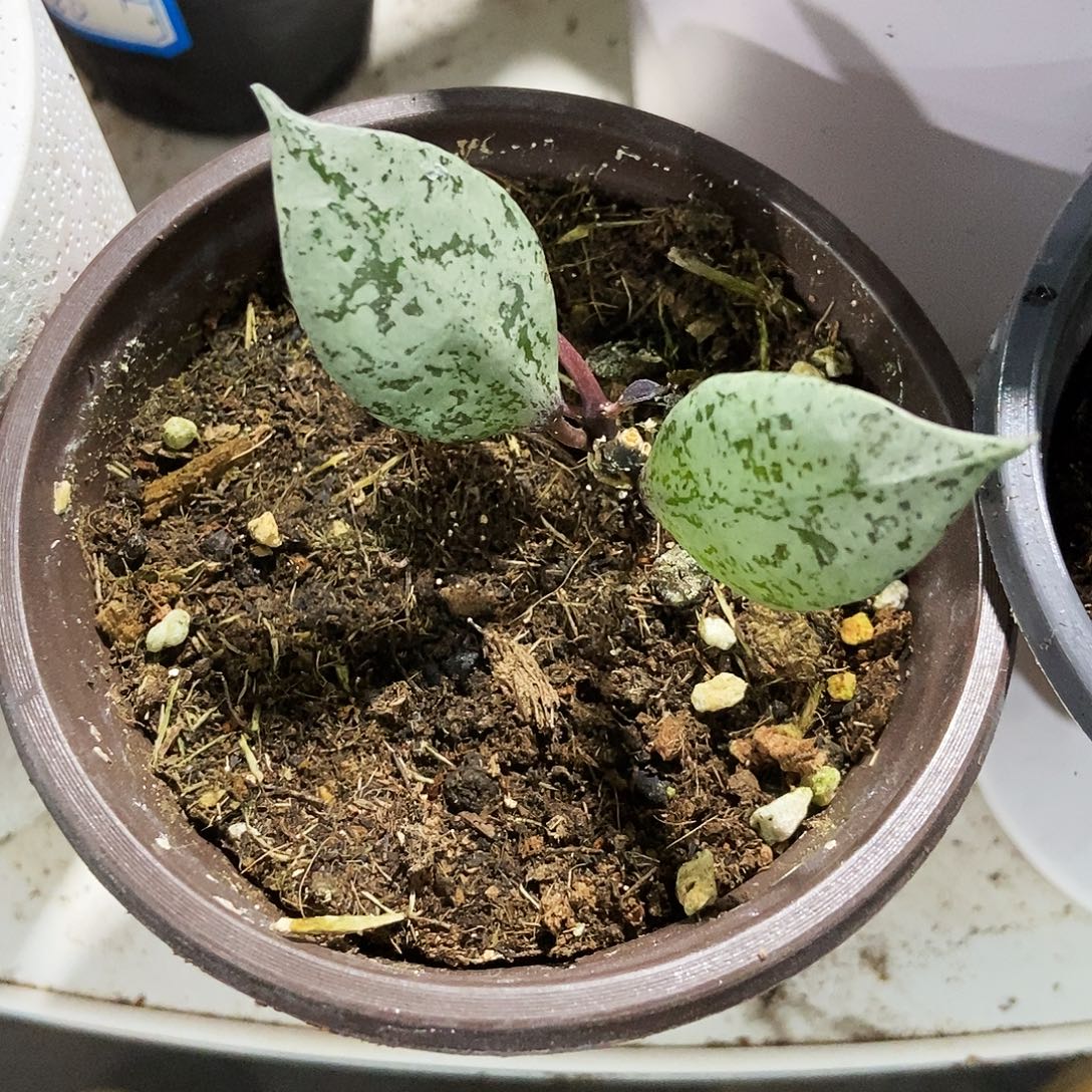 完全开放黑色奥罗拉