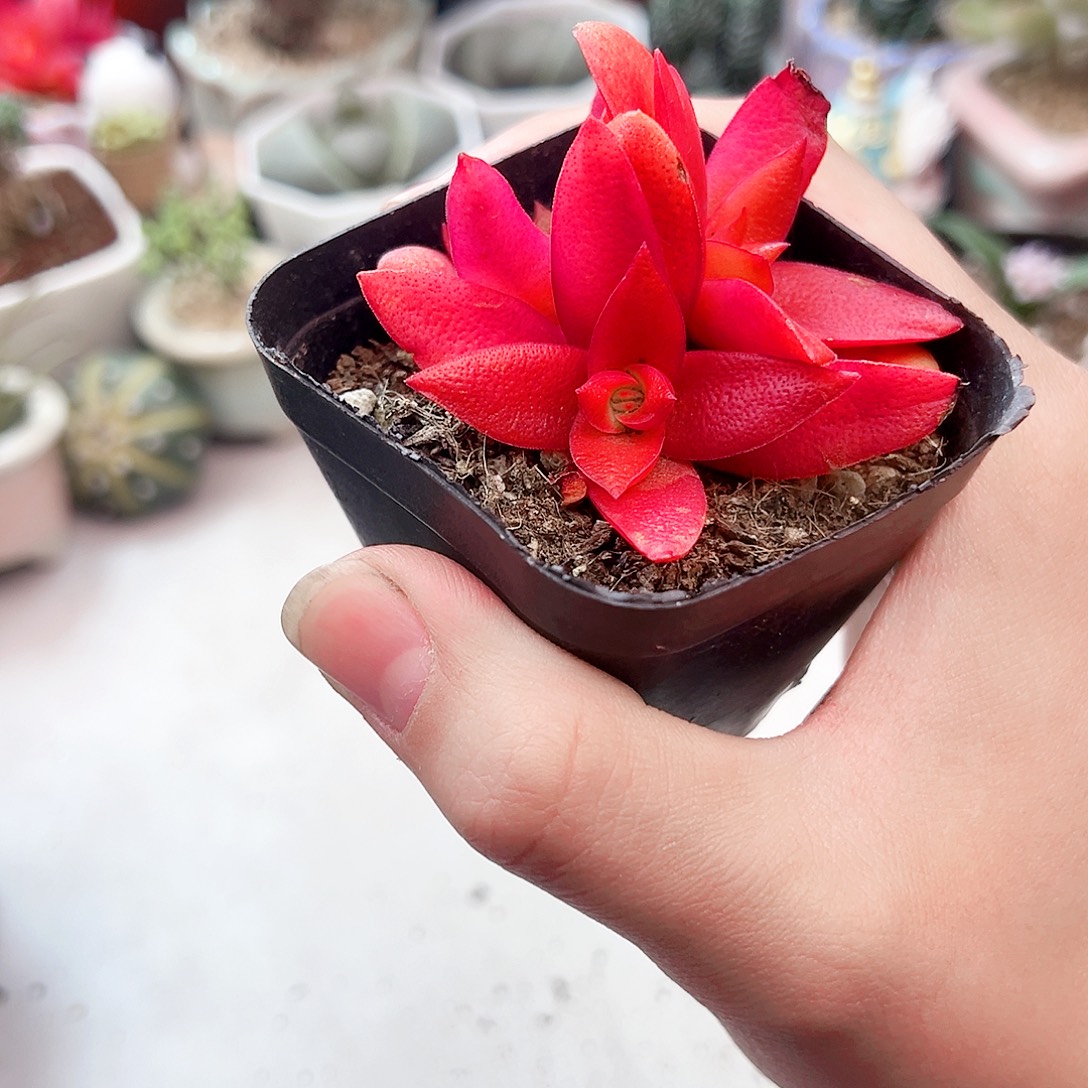 双头火鸡多肉植物一盆
