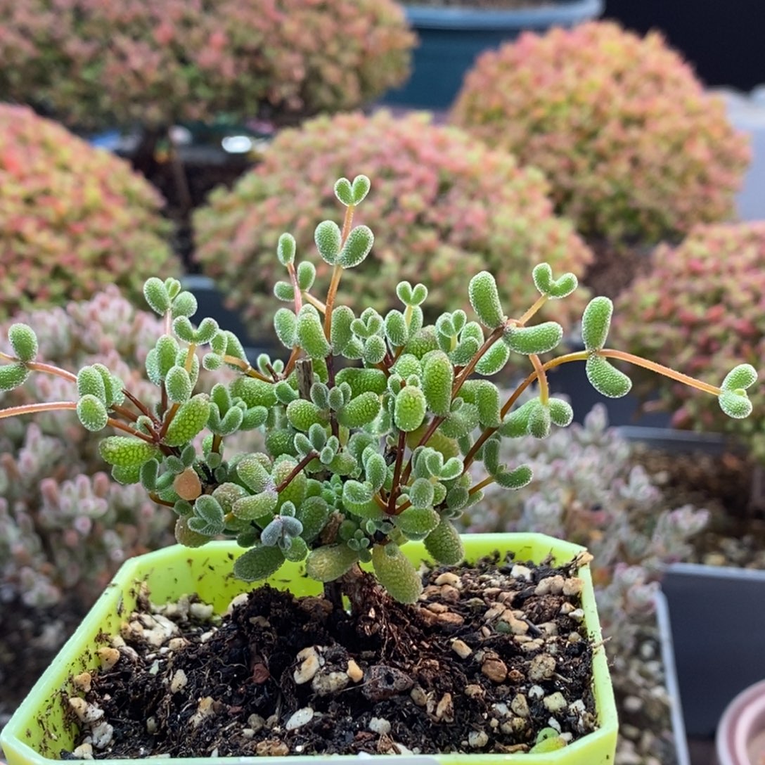 C***翡翠3821枝干番杏