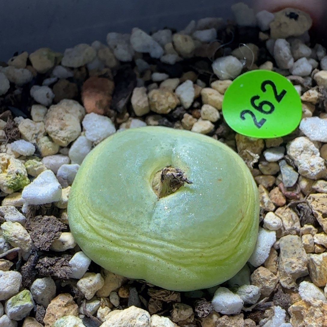 贴地飞拉登2.3多肉262