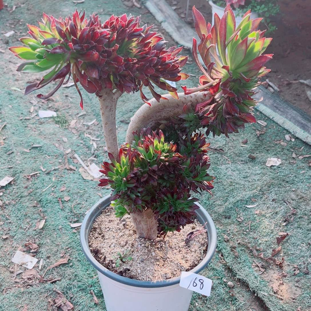 沐***沐168黑法师缀化多肉植物