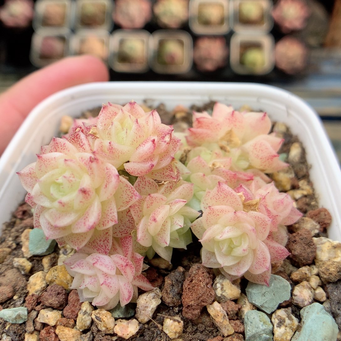 X126定繁优选三角编号麦杆