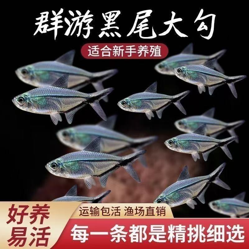 顺丰快递     黑尾大勾小型观赏鱼热带草缸溪流缸淡水群游鱼