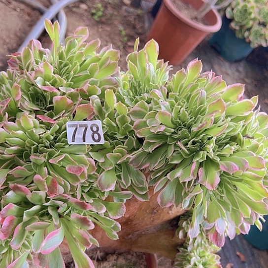 尘***月多肉植物一个白凤有伤