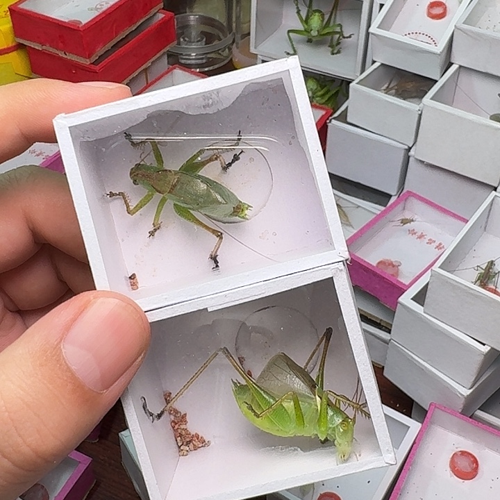 蟋蟀2只扎嘴50块钱。   