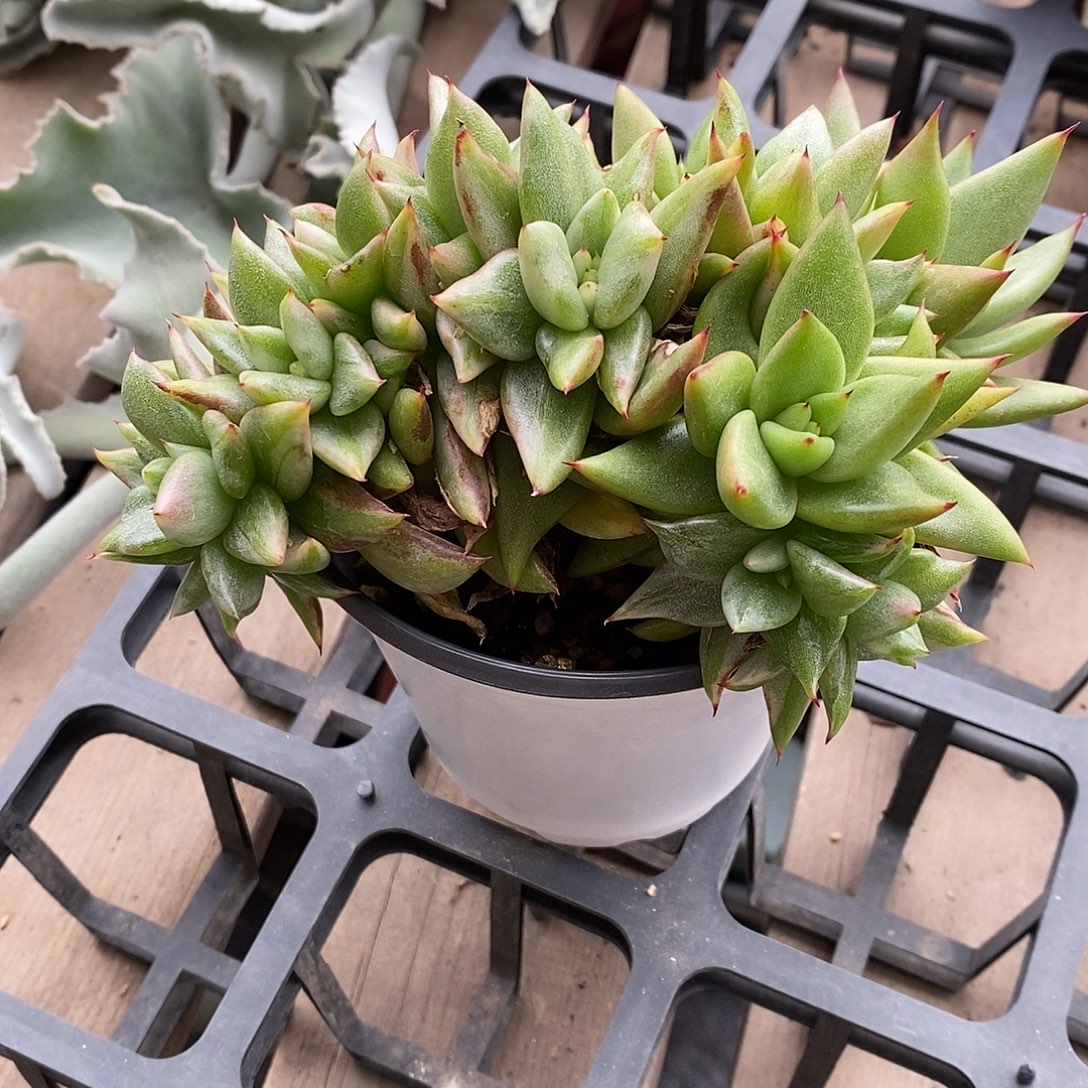 艾克魂锦多肉植物老桩