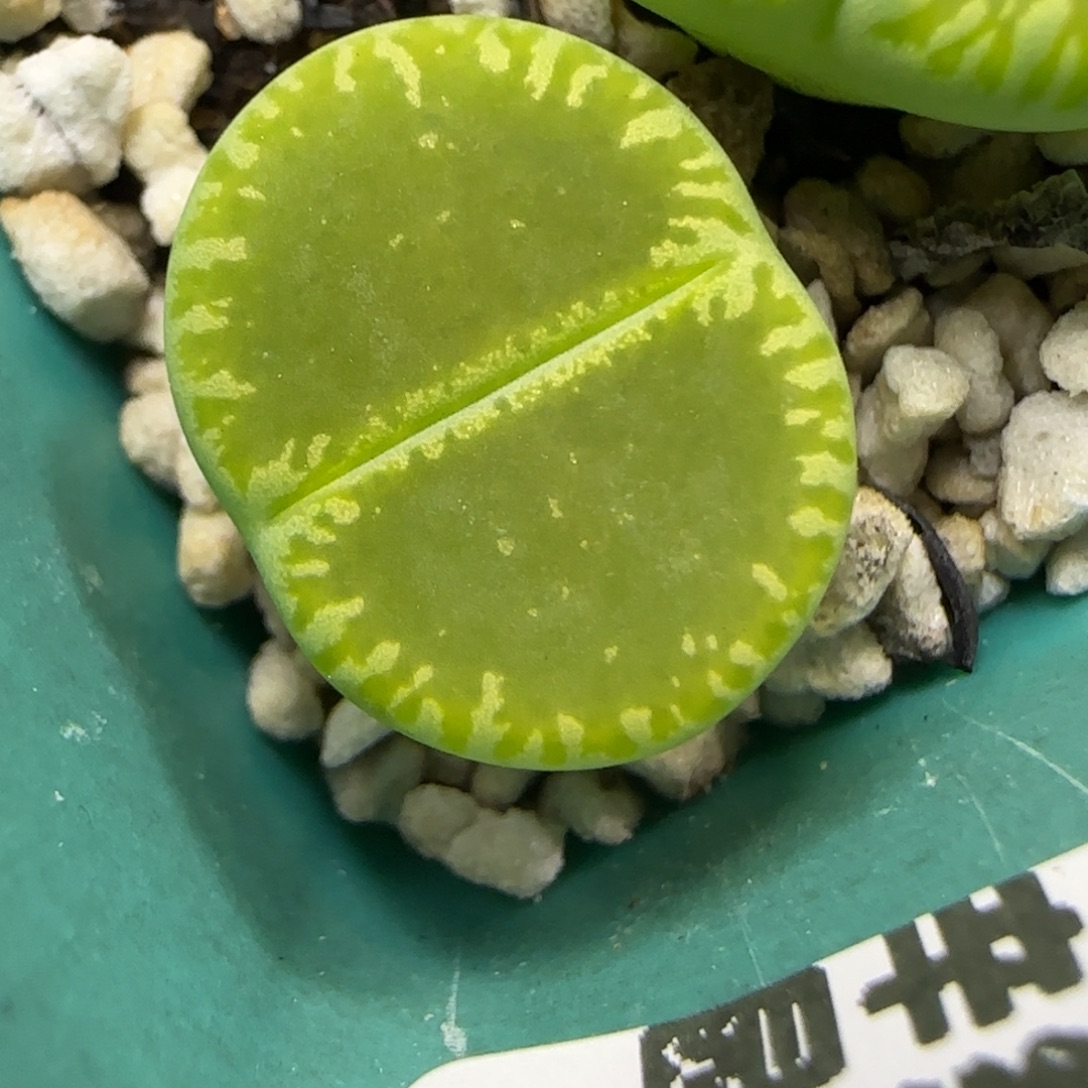 12.23.绿光阳.9004