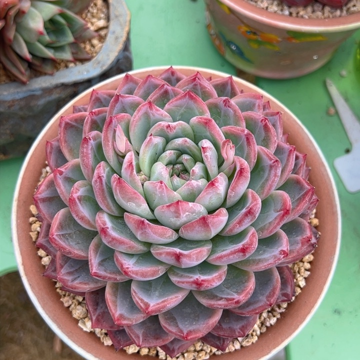 红鸾 13公分 不带盆