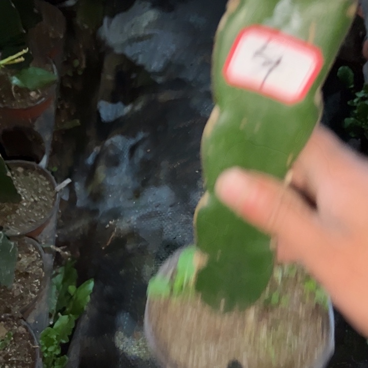 *****，54号带盆0502嫁接苗