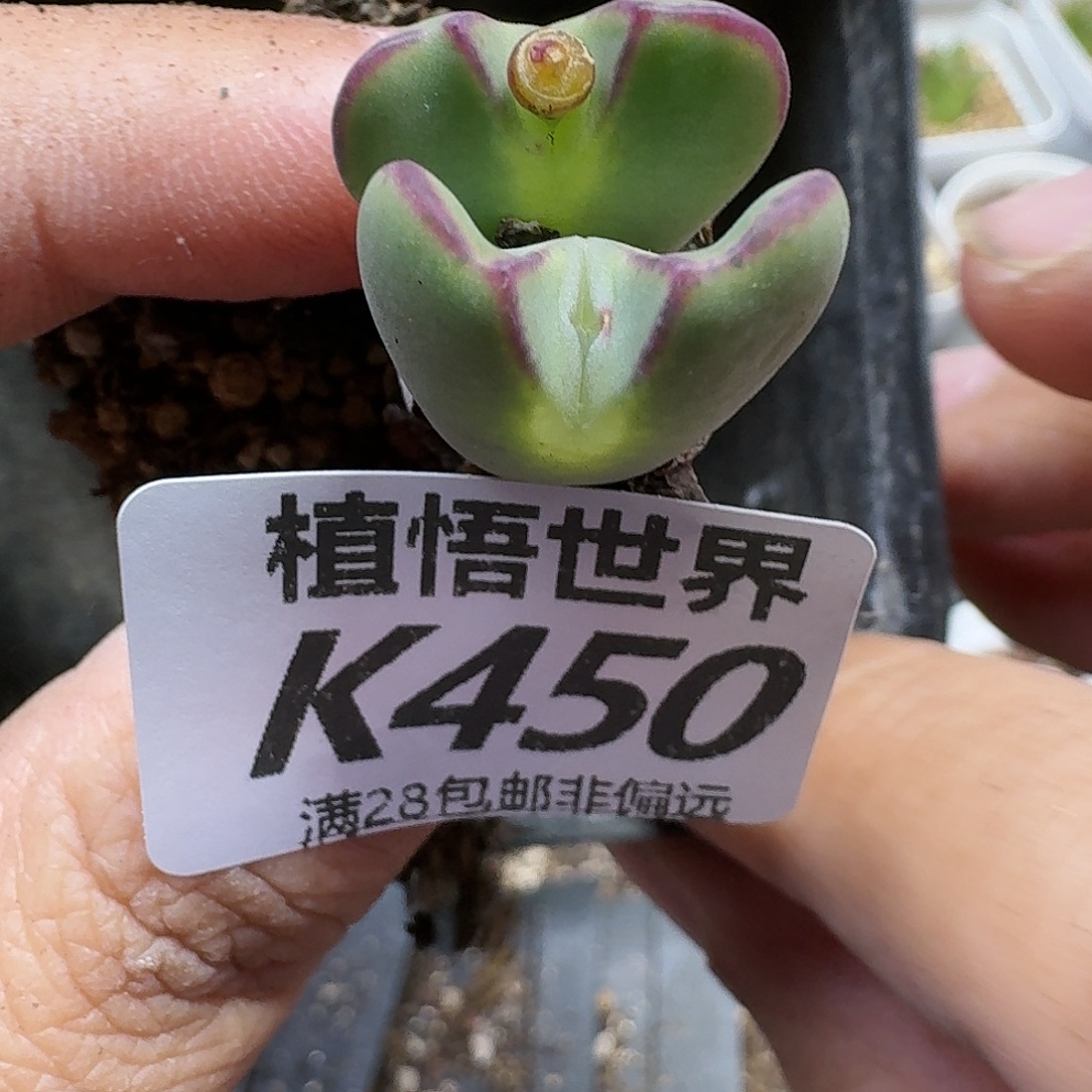 多肉植物的润泽gbn