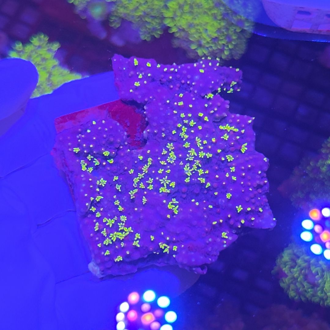 中国大陆直播间草皮加单