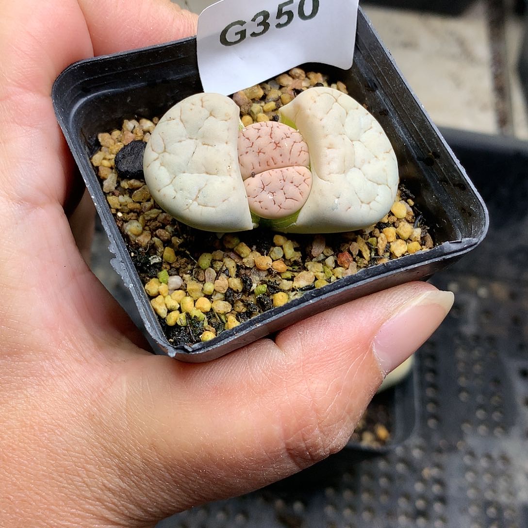 G350多肉植物保护