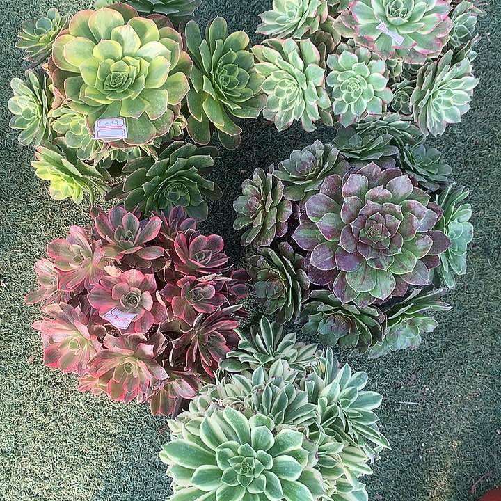 803五棵多肉植物