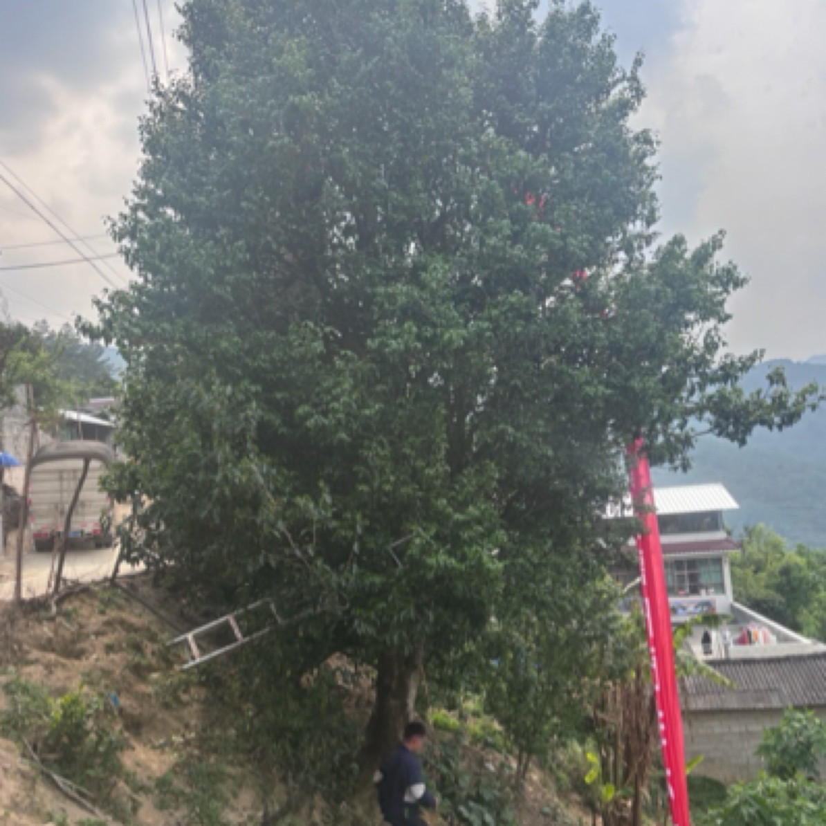 2025高杆野生古树大单株晒红红茶（大大株）