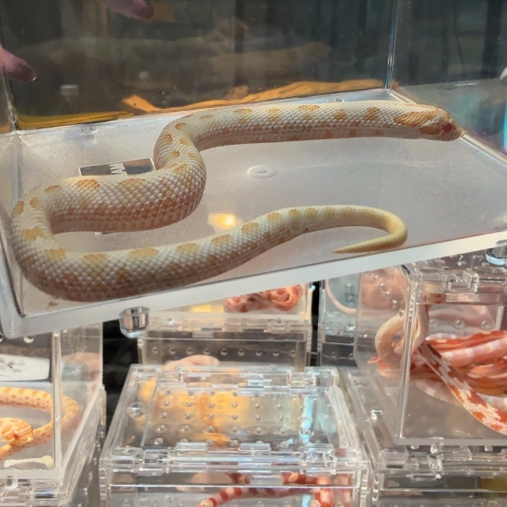 雨林蝎猪鼻白化北极康达