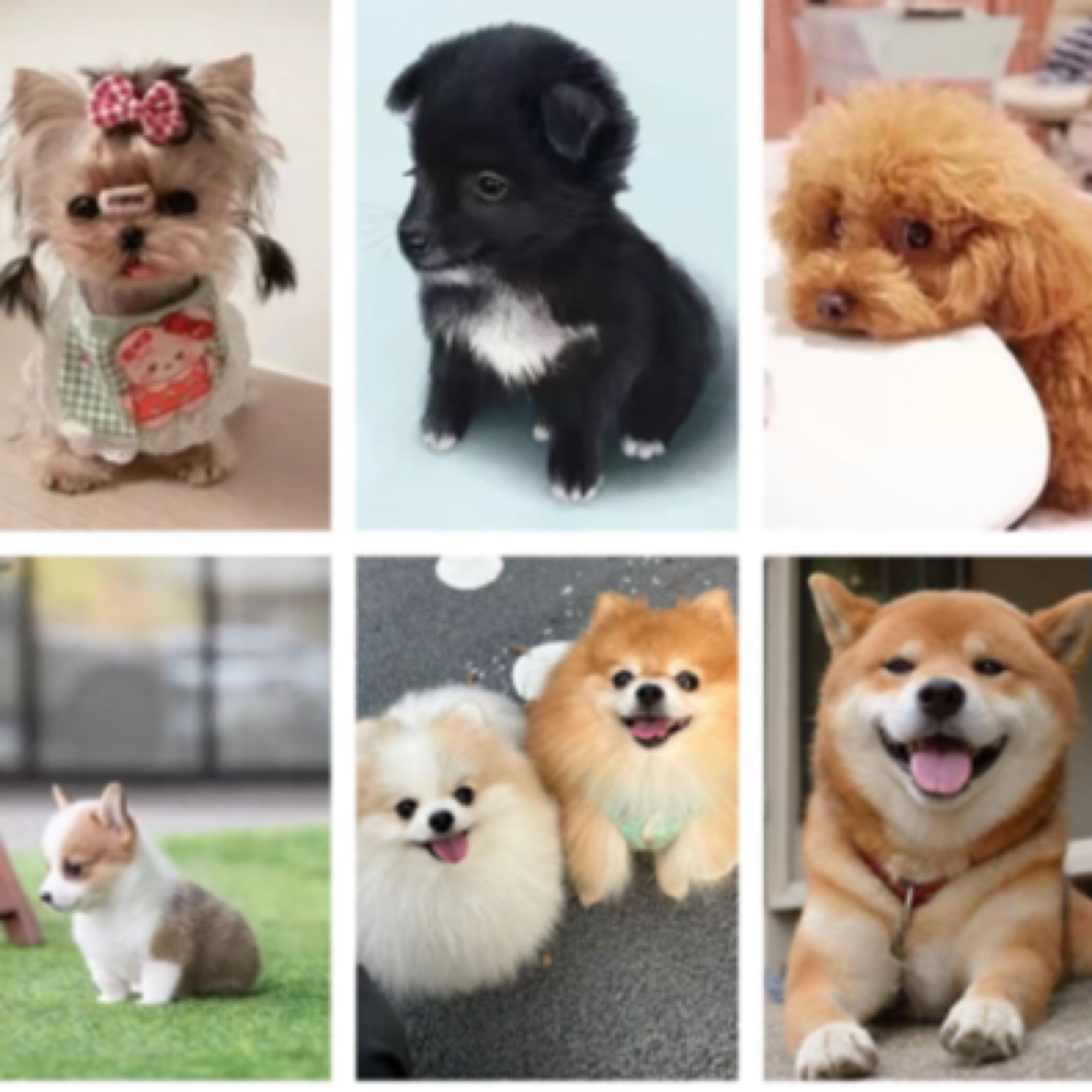 多种品种宠物狗狗售卖