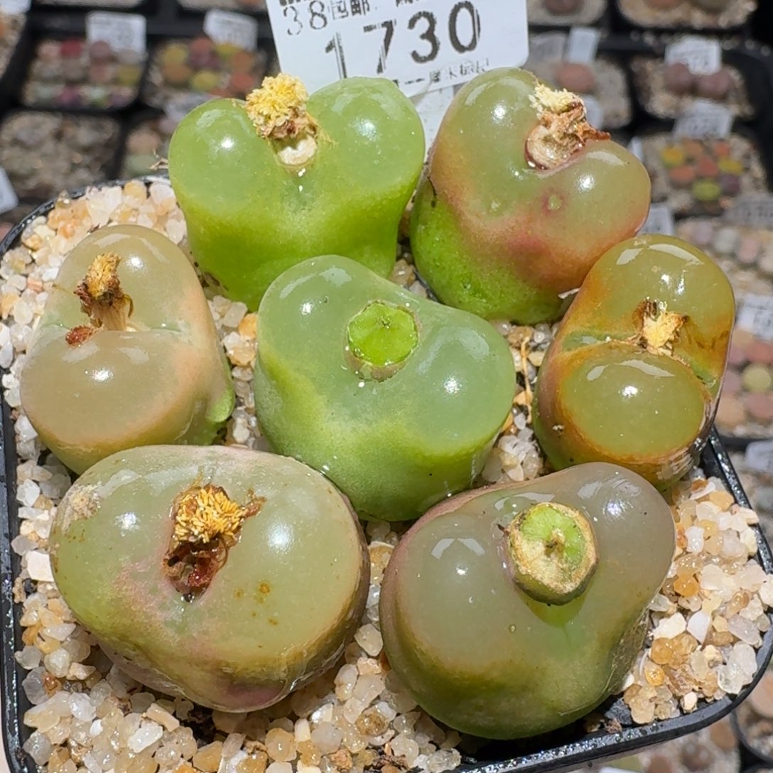 zzz好货也福利1730大毛