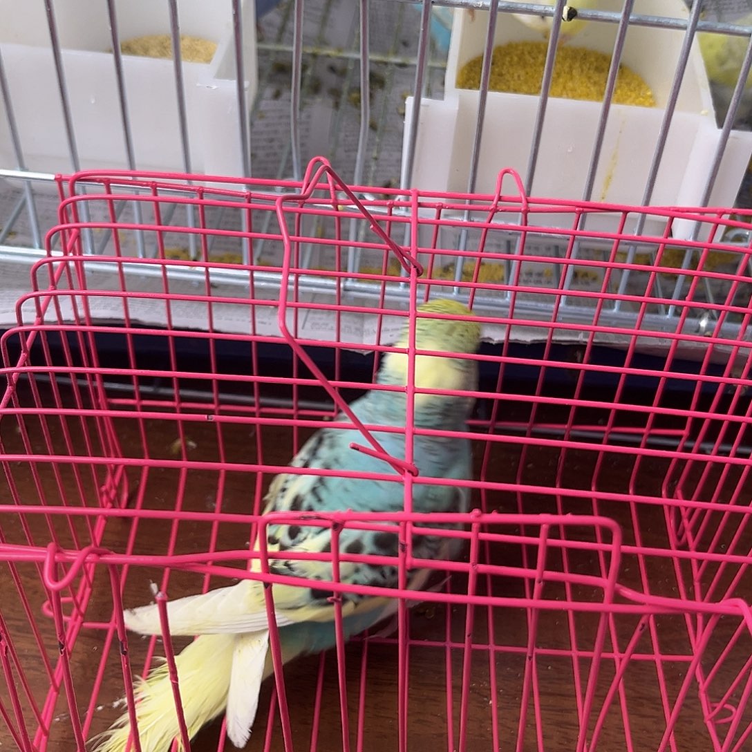 虎皮鹦鹉金彩鹦鹉