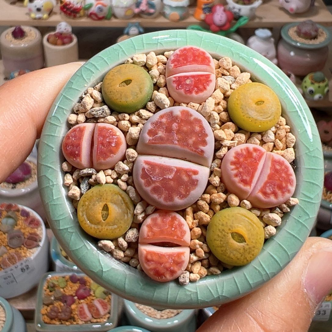 多肉植物71号组合