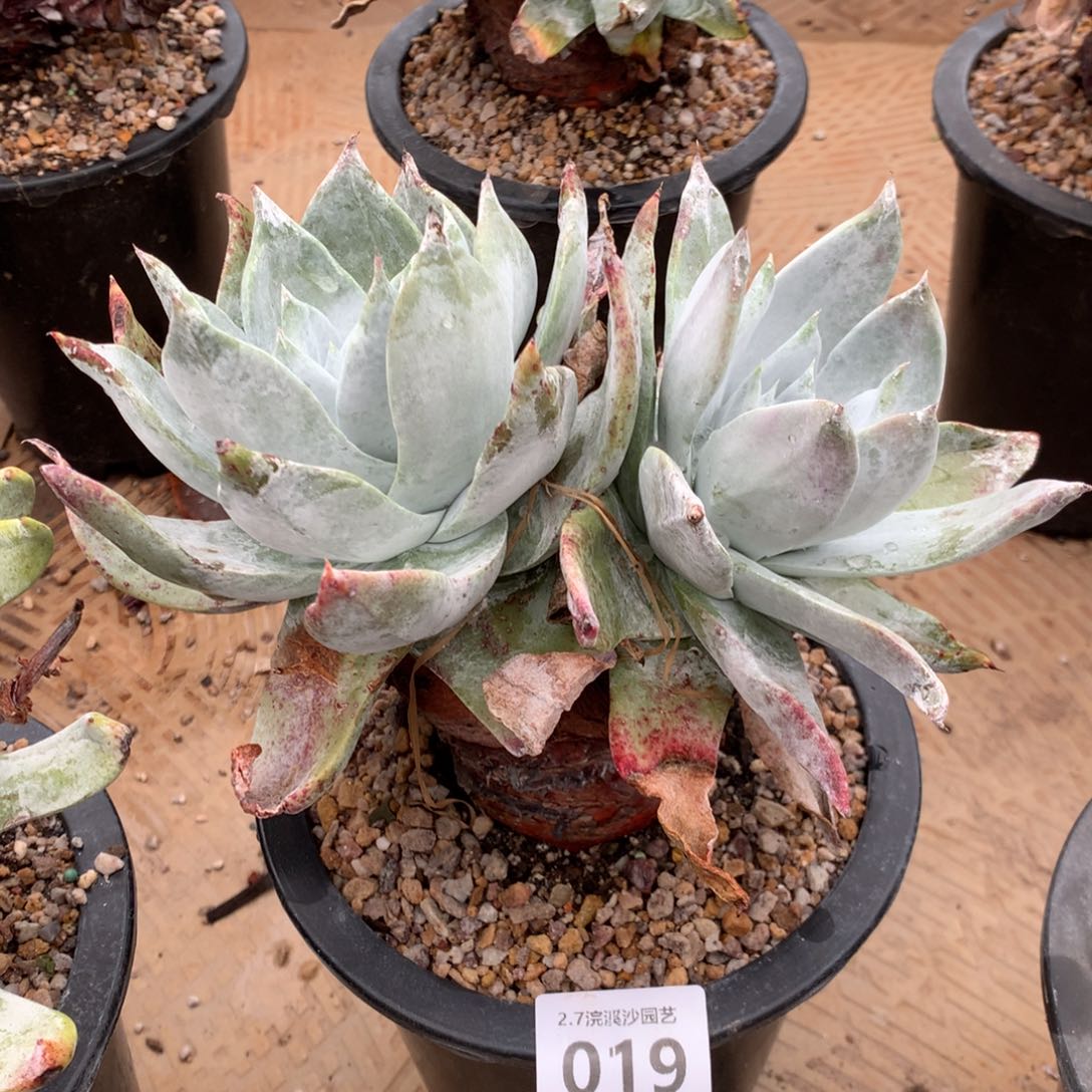 浦西非克019多肉植物