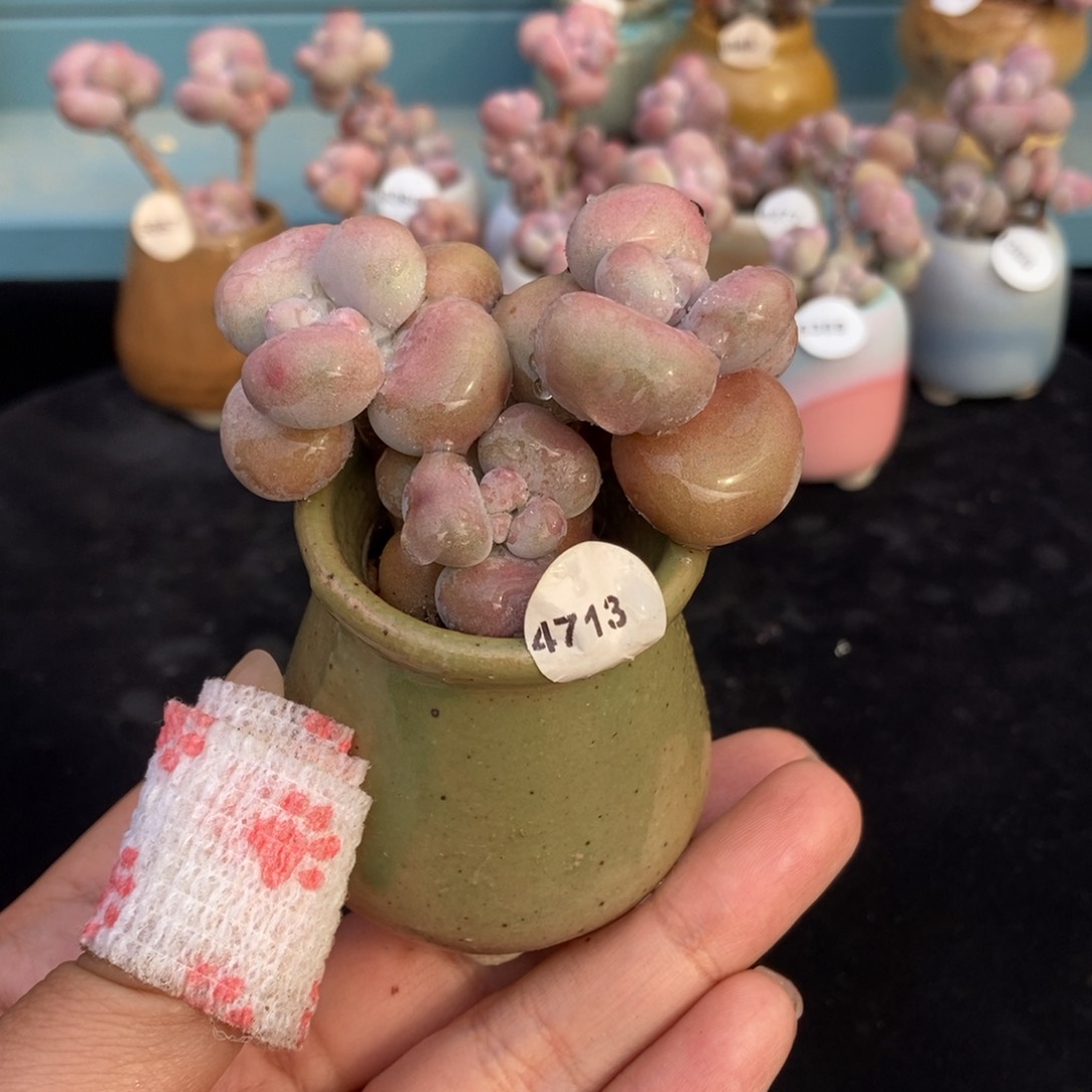 4713糖果腰子蛋带盆土