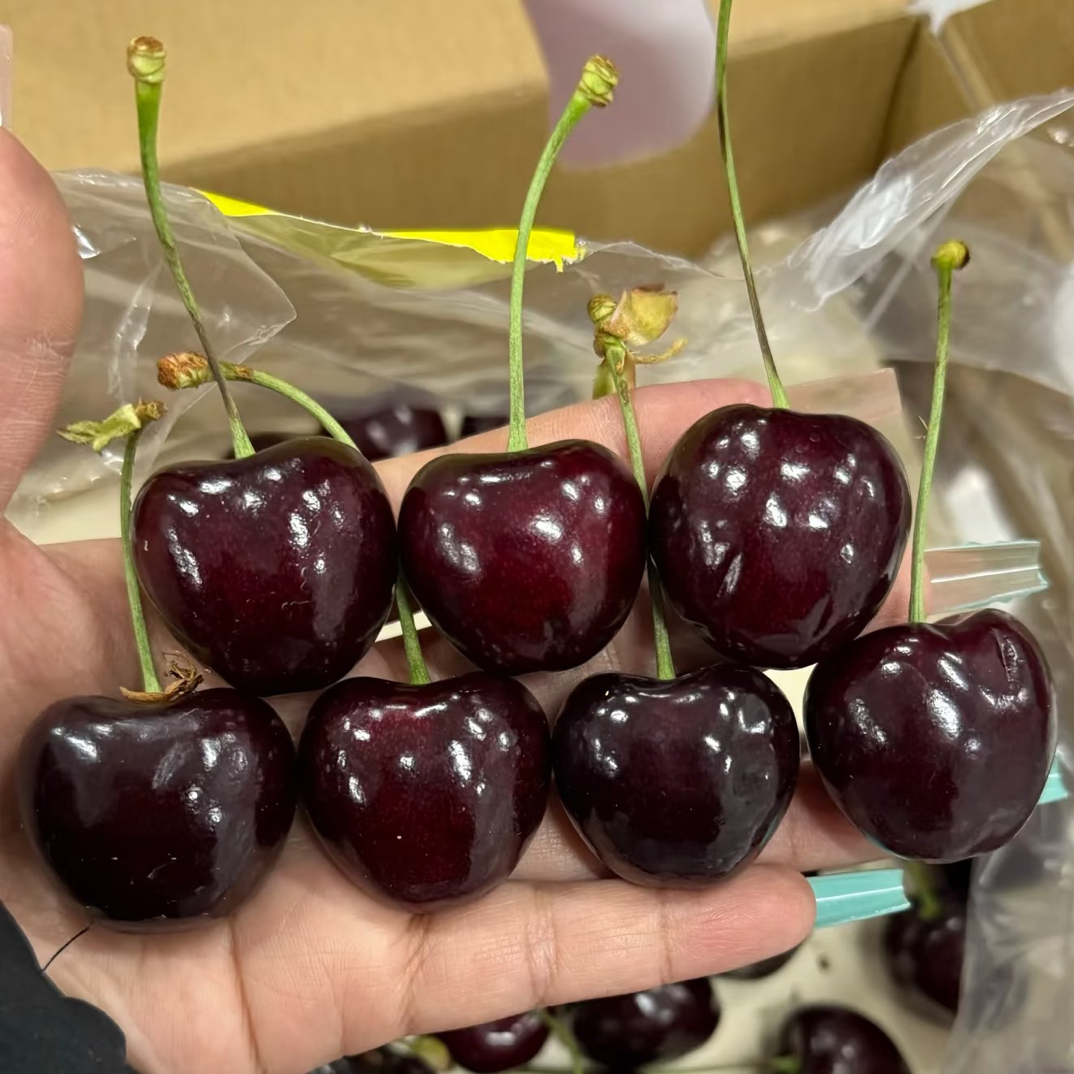 3JD海运桑提娜车厘子*箱（900g)桑提娜智利