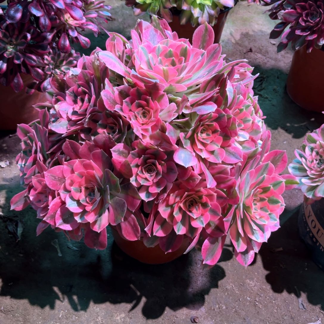 多肉植物女巫245