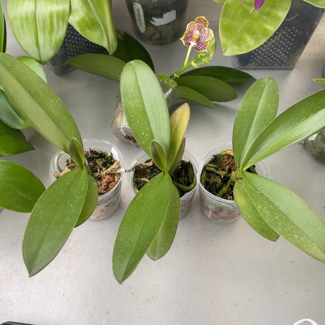 当前无花栽培后可以开花2.5仙境传说