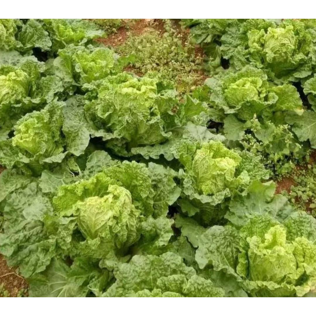 农家露天种植新鲜麻叶白菜当季火锅食材现砍现发