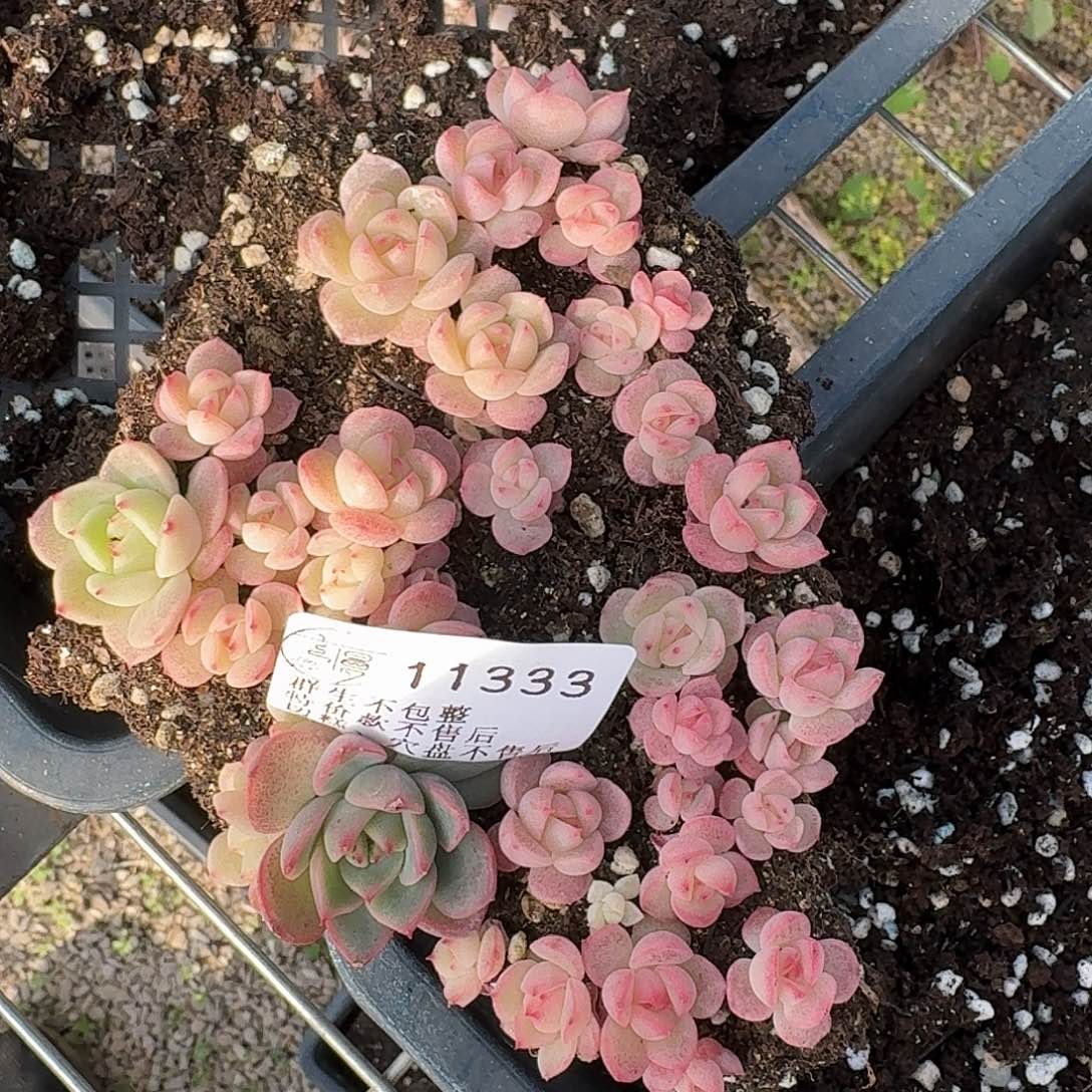 如图女王杂切糕一份不售后