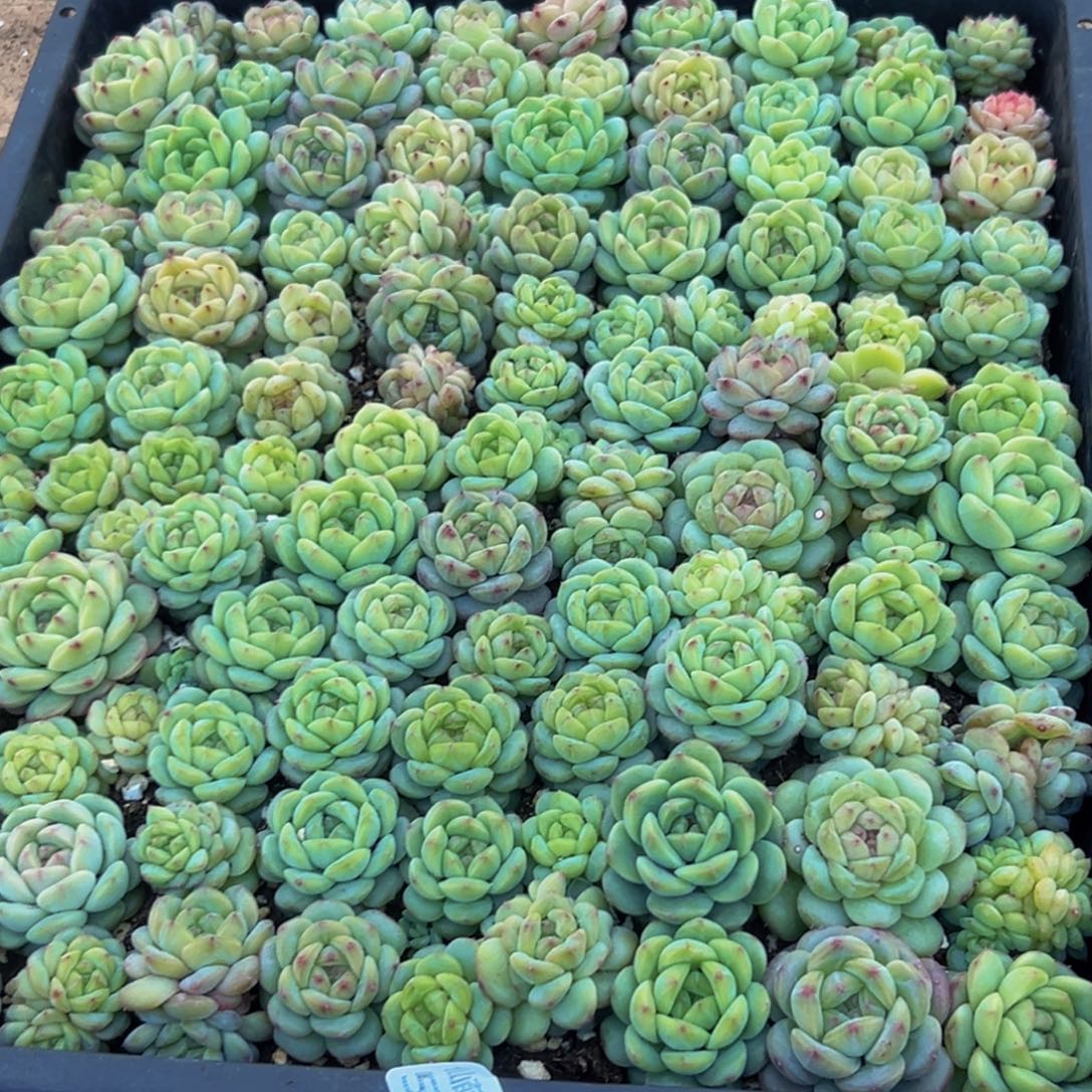 覅***）596多肉葡萄的味道是真的很