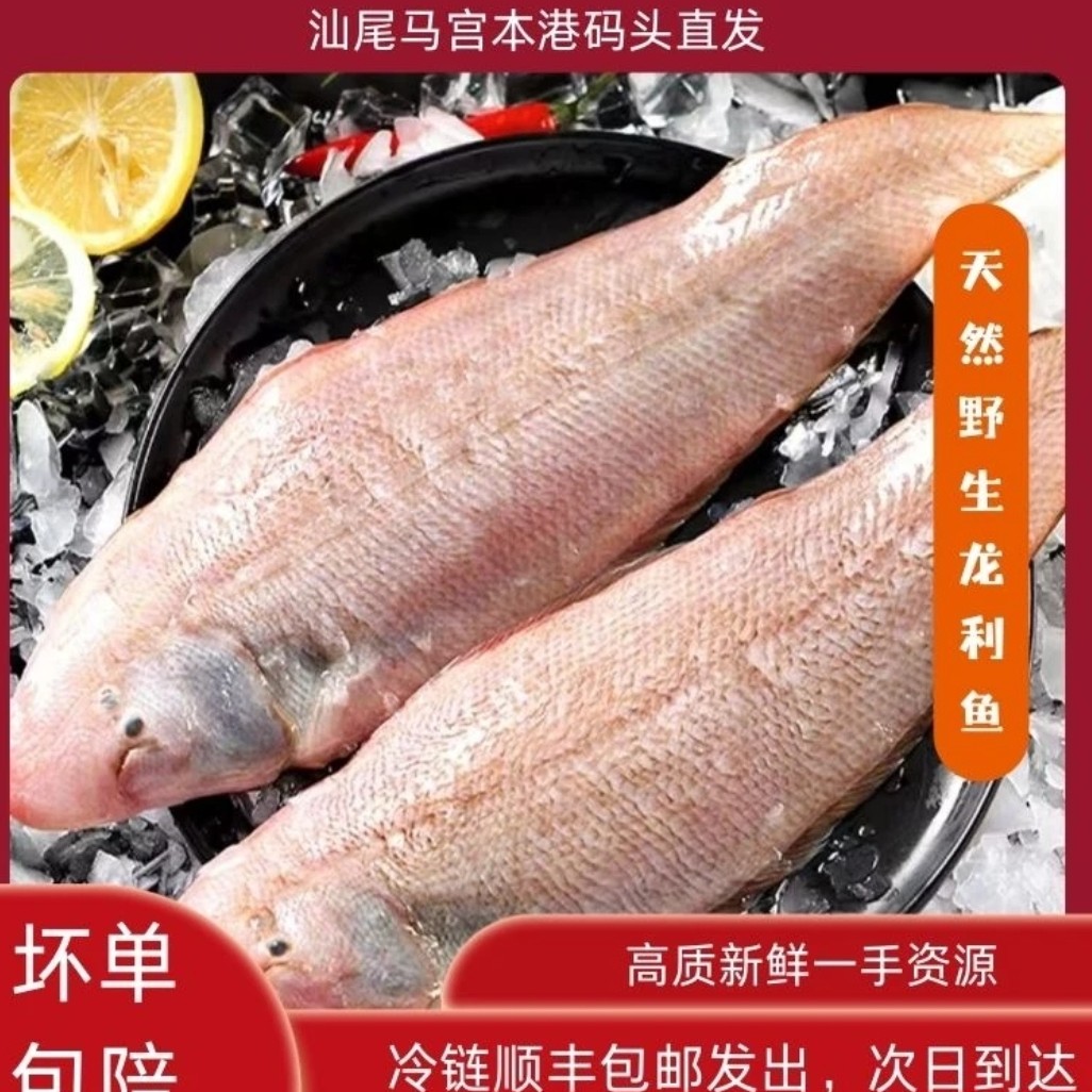 （龙舌鱼）野生汕尾马宫深海龙立鱼本港龙舌鱼