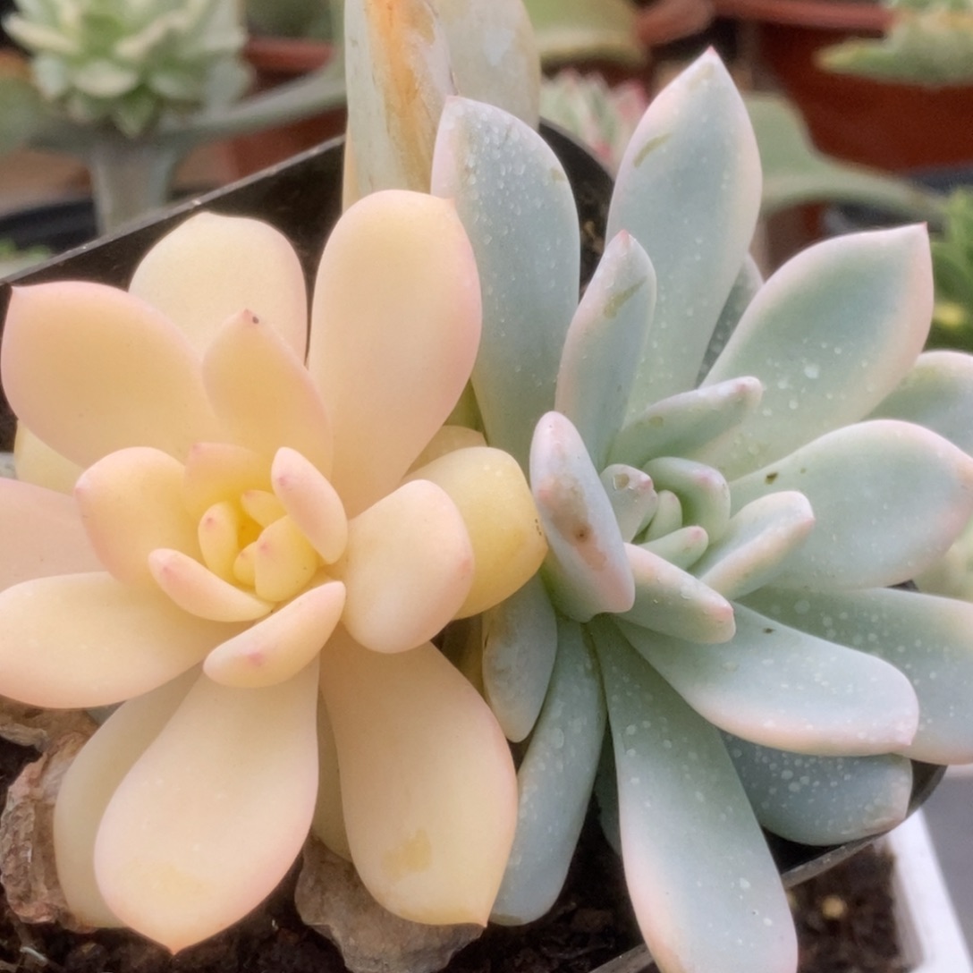 472橙子锦锦锦锦锦锦锦