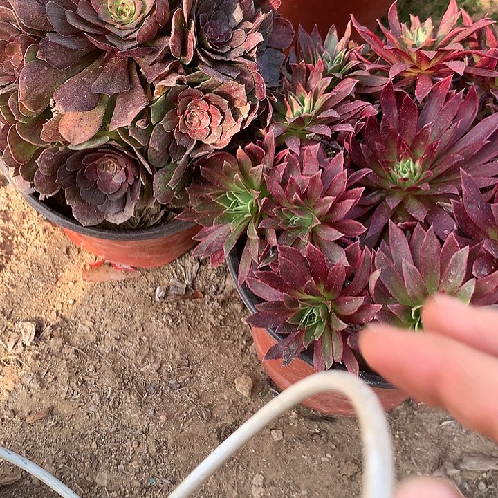 多肉植物花月夜组合609