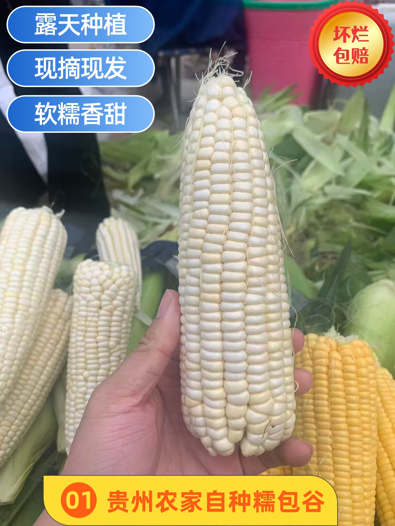贵州黔南新鲜现摘玉米白甜糯玉米棒带壳带叶农家露天种植