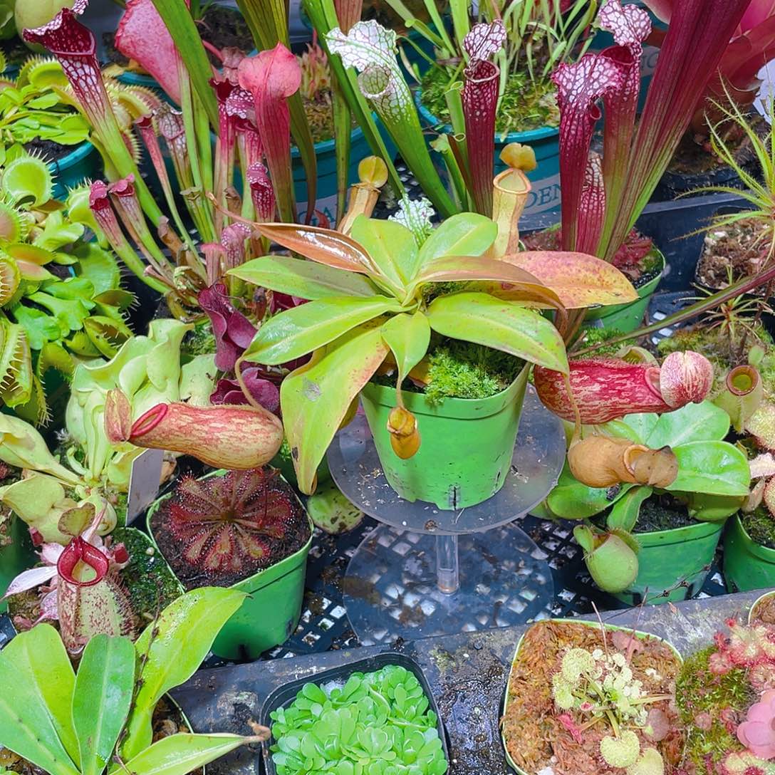 完全开放盖亚猪笼草