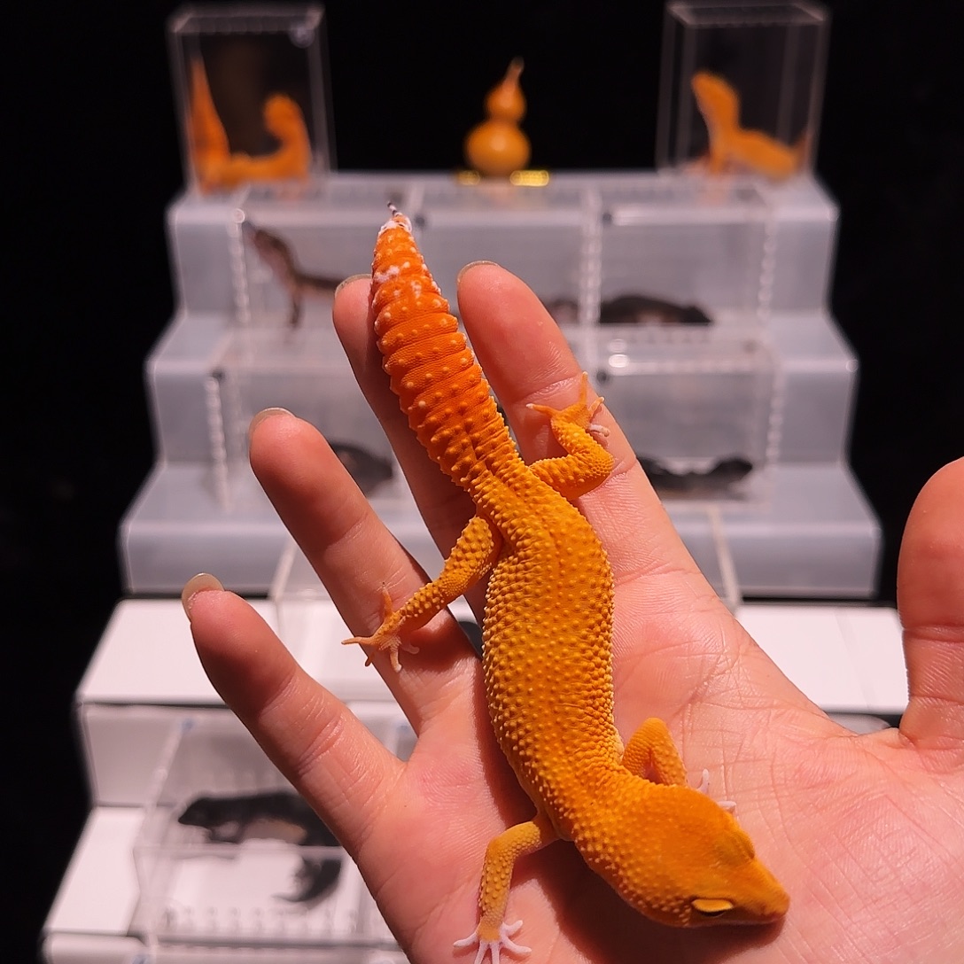 豹纹守宫爱马仕橘红满尾血胭脂