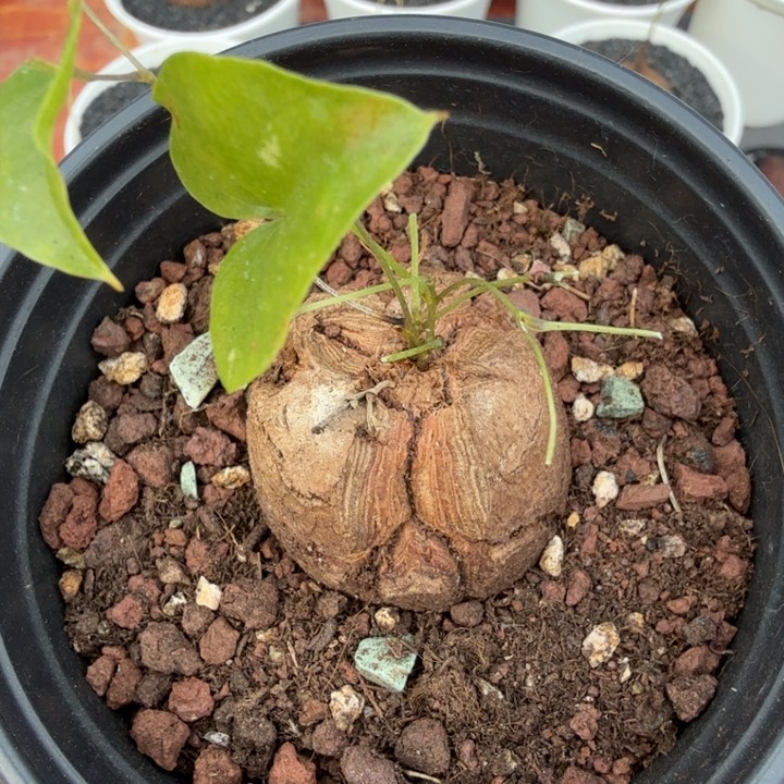 ?***K龟甲龙681 仙人球