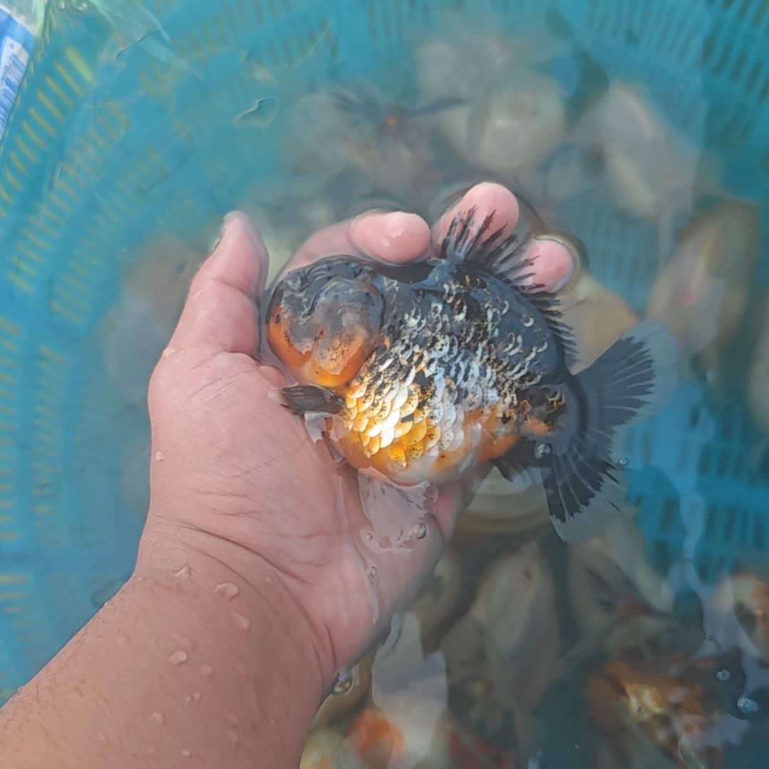 黑麒麟泰狮金鱼将军