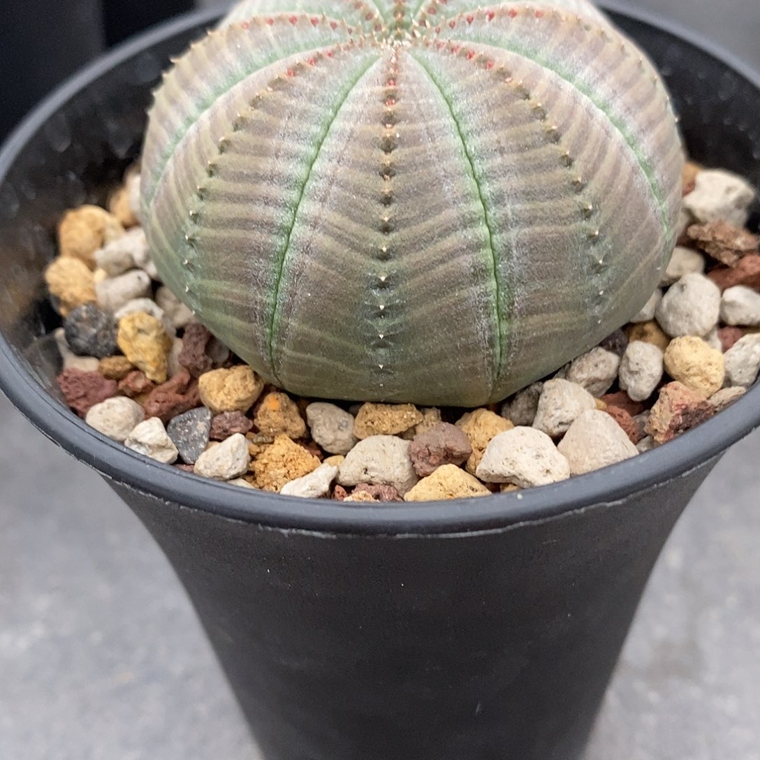 实生  神玉布纹球5.6公分左右一物一拍