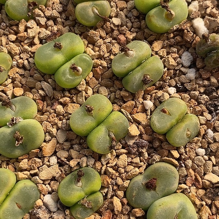 双头水晶鞋1颗。         