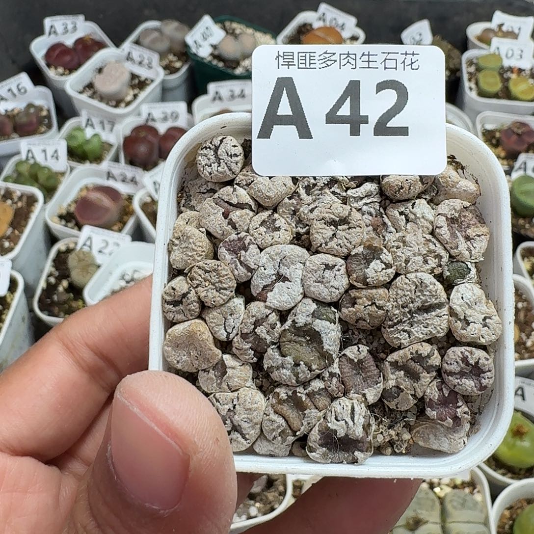 42多肉植物多肉植物