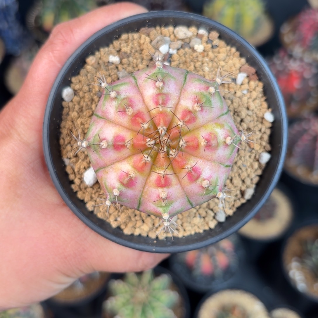 泰系米哈实生轮回166