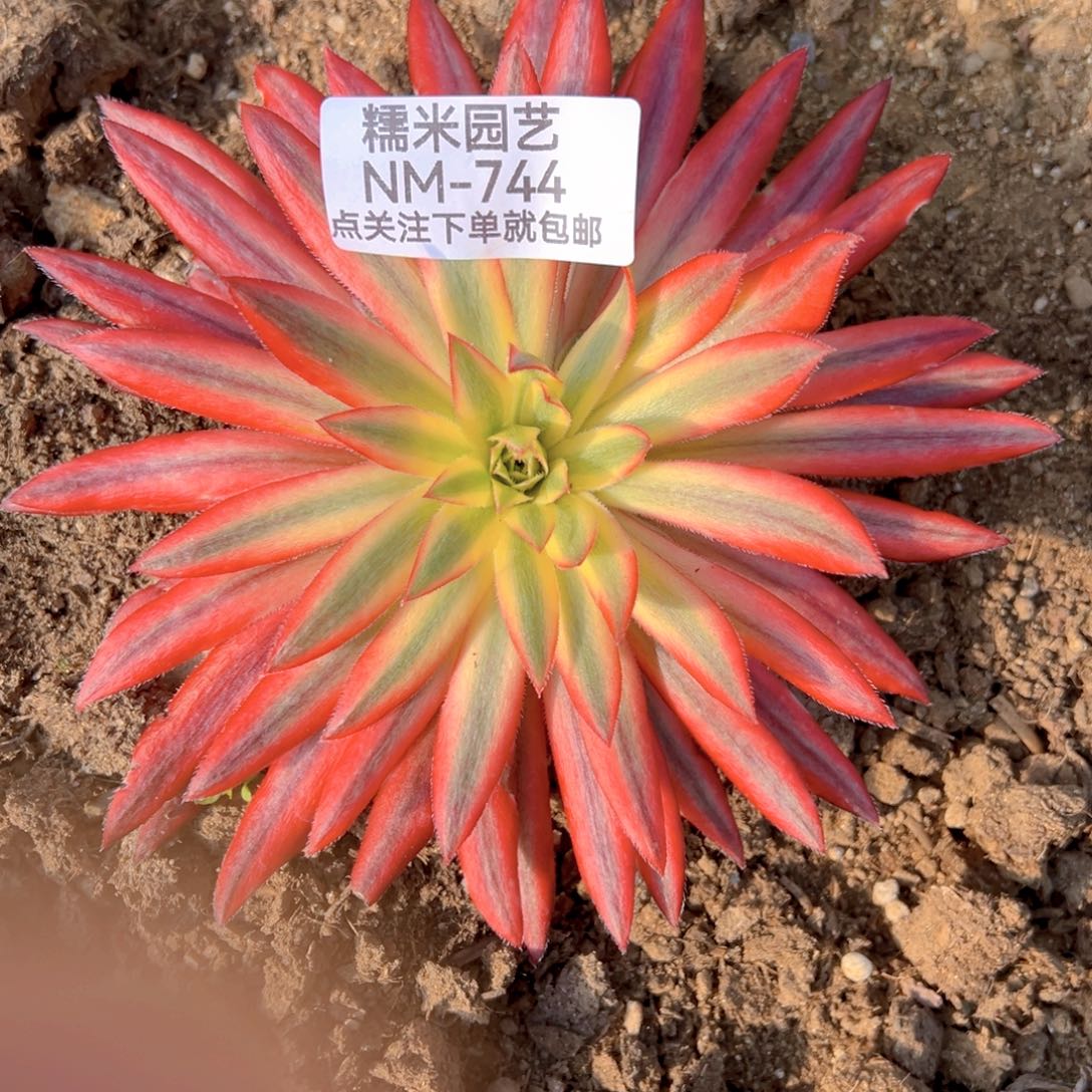 朱雀多肉植物744