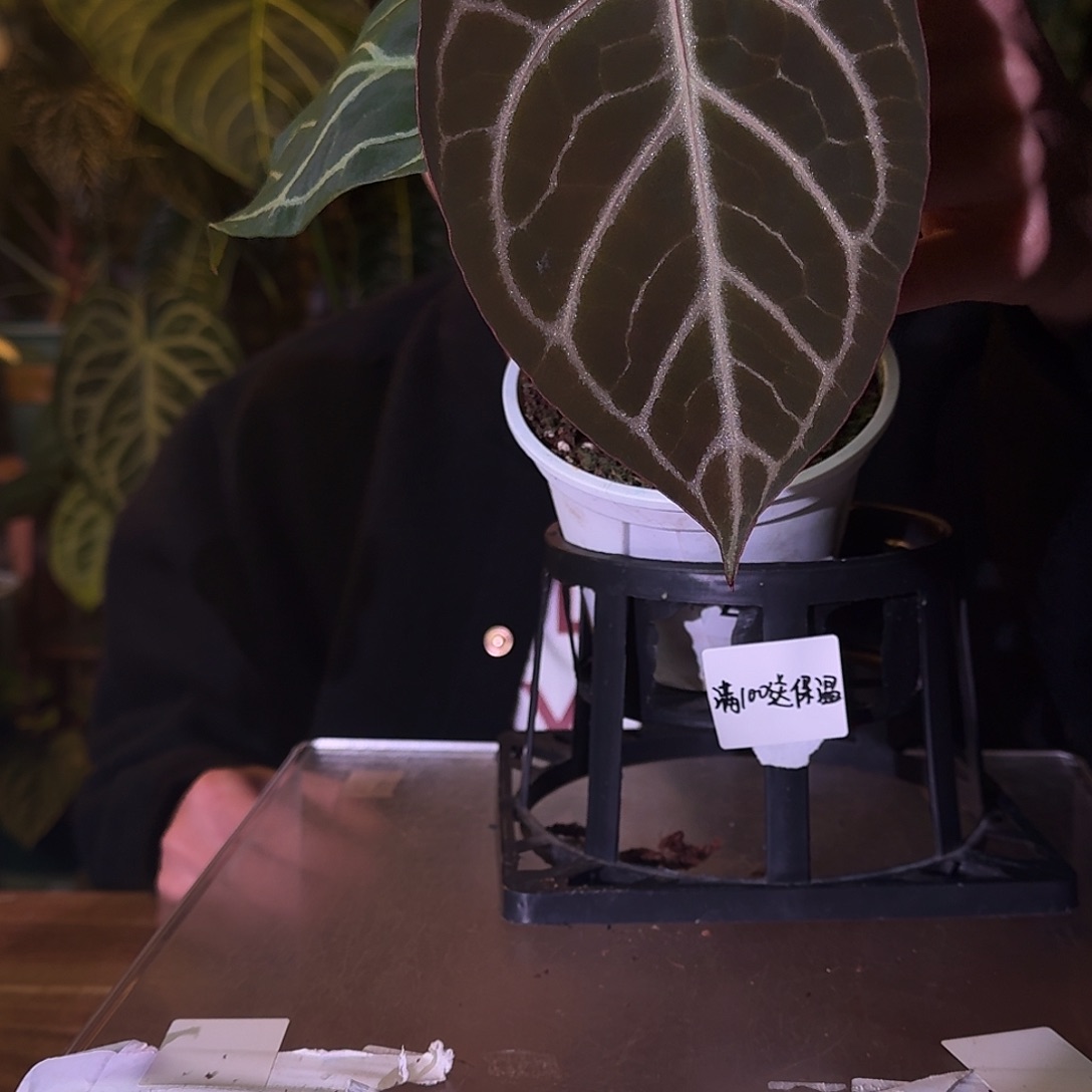 은***_不开花植物B190粉脉撕裂纹杂华丽