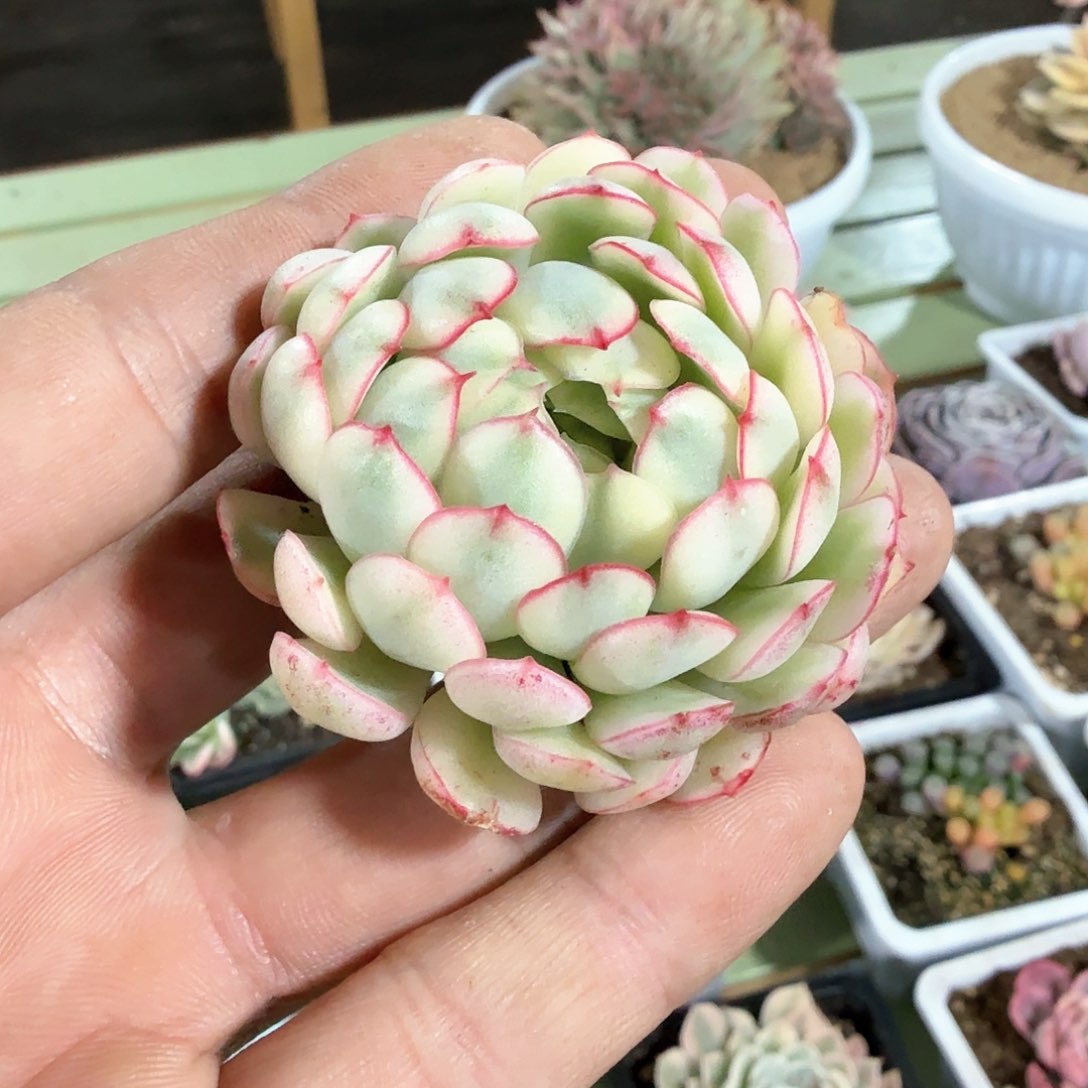 梦幻玫瑰白锦  锦上园艺一物一拍