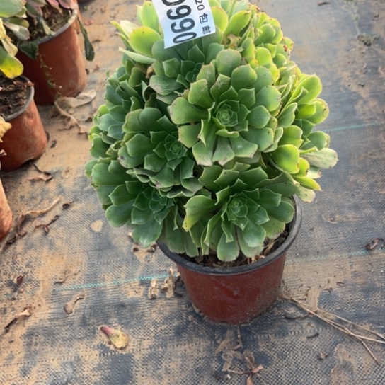 990绿羊绒不包断枝