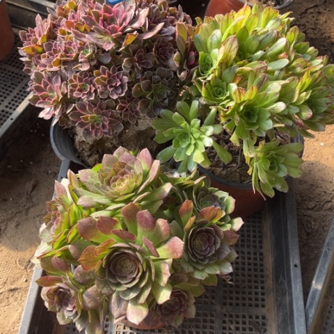 208多肉植物组合