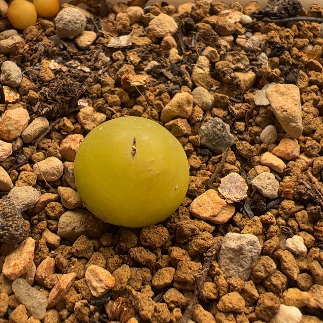 大葫芦母本多肉植物百科
